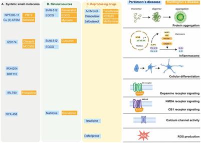 Small molecules to perform big roles: The search for Parkinson's and Huntington's disease therapeutics